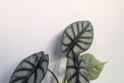Alocasia Silver Dragon Plant