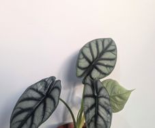 Alocasia Silver Dragon Plant
