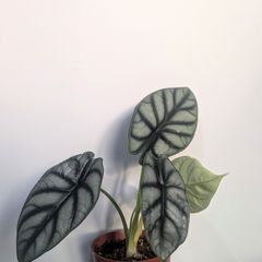 Alocasia Silver Dragon Plant