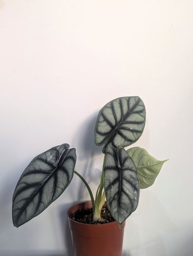 Alocasia Silver Dragon Plant
