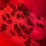 quail hatching eggs Image 2
