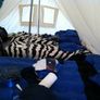 SUMMER DEAL Very H Duty 8 person canvas ridge tent Image 2