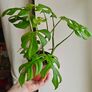 Rhaphidophora Tetrasperma (Mini Monstera) Plant Image 2