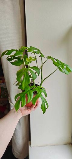 Rhaphidophora Tetrasperma (Mini Monstera) Plant