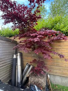 japanese maple tree