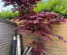 japanese maple tree