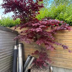 japanese maple tree