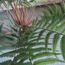 stunning large Artificial fern Image 9