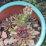 Blooming now Mature Succulent Arrangements in Glazed CeramicPot Image 8