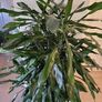 Dracaena Fragrans Burundii Image 3