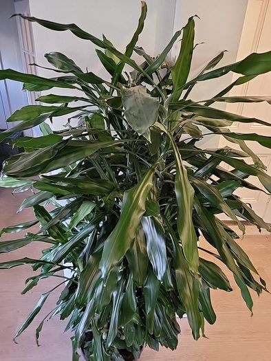 Dracaena Fragrans Burundii