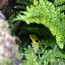 dart frog Image 8
