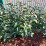 Elaeagnus Ebbengei - Coastal Hedging Image 6