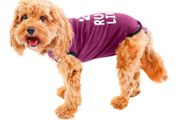 Dog surgery recovery suit Bellyguard rrp 30