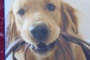New complete dog training manual,Dr Bruce Fogle, Hardback book, Book,Non fiction