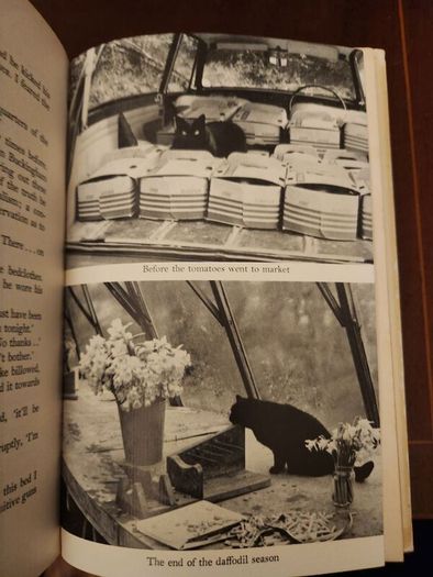 Lama  Derek Taynge. 1966 First Edition Hardback With Dustjacket 37.