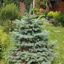 Blue Spruce in a pot Image 4