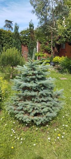 Blue Spruce in a pot
