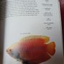 The Aquarium Fish Handbook / David Goodwin / 2002 Image 8