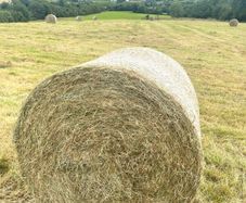 Round bales of Hay