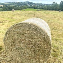 Round bales of Hay