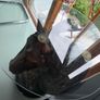 Horse Head Table Image 4