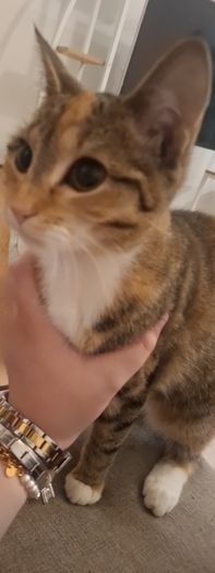 Two 6 Month Old Kittens Cats for adoption in Saggart, Dublin from ...