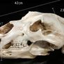 1/1 resin copy of a polar bear skull. Image 2