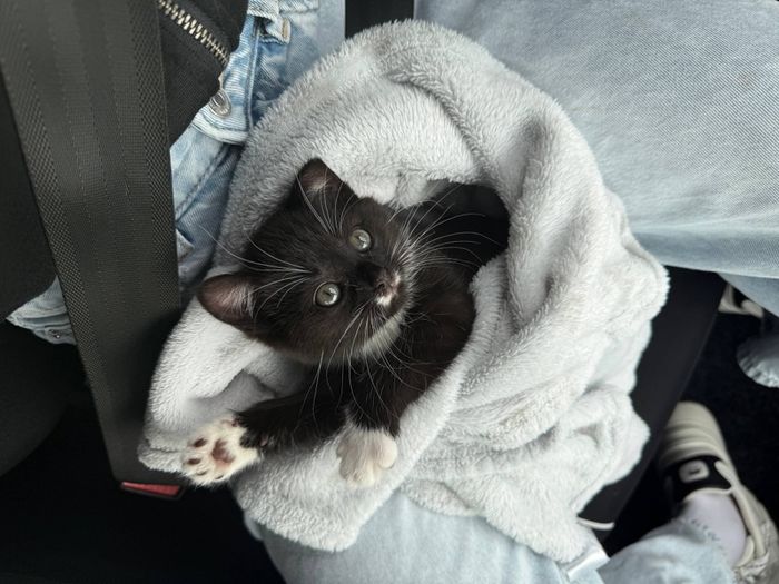 Female Kitten