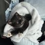 Female Kitten Image 2