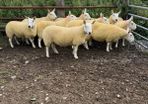 North country Cheviot hoggets