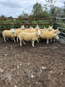 North country Cheviot hoggets