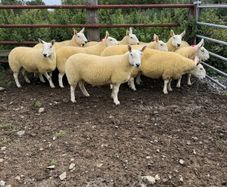 North country Cheviot hoggets