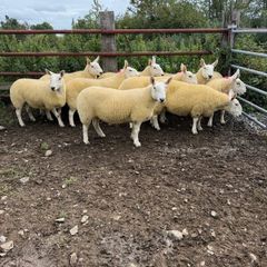 North country Cheviot hoggets