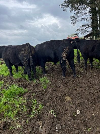 Angus bulls