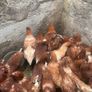 lovely hens Image 9