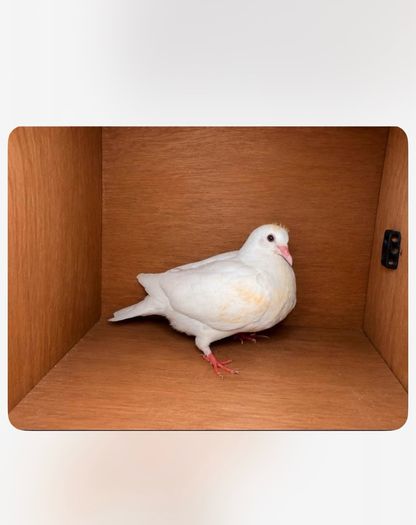 birds