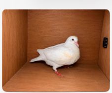 birds