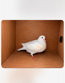 birds