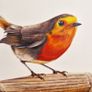 Little Robin Poem by John F. Connor - Framed A4 Print Image 3
