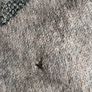 Zadig & Voltaire Image 10