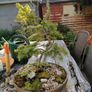 Bonsai Tree Image 7