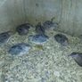 male quail Image 2
