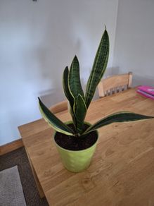 snake plant