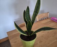 snake plant