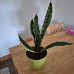 snake plant