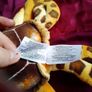 Bigeye turtle teddy (Fiesta) Image 4