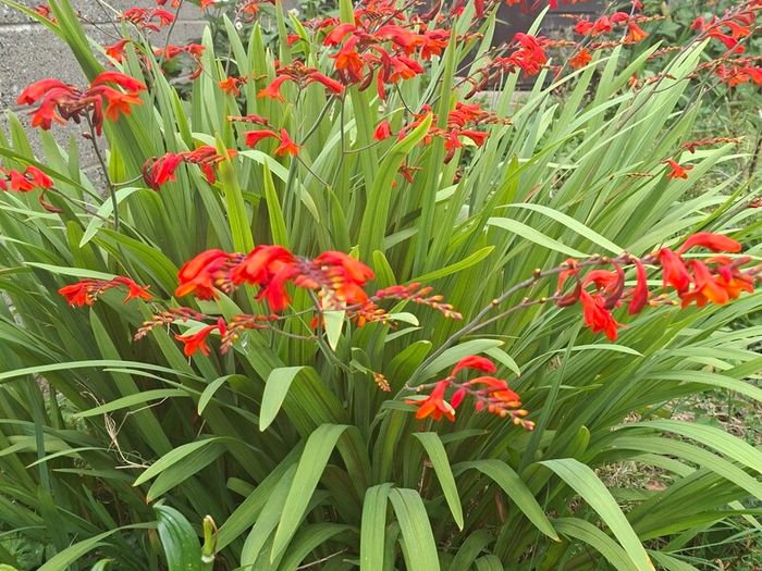 Crocosmia Hellfire ( Red ) x 5 bulbs