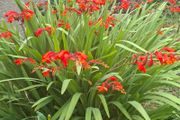 Crocosmia Hellfire ( Red ) x 5 bulbs