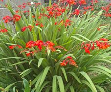 Crocosmia Hellfire ( Red ) x 5 bulbs